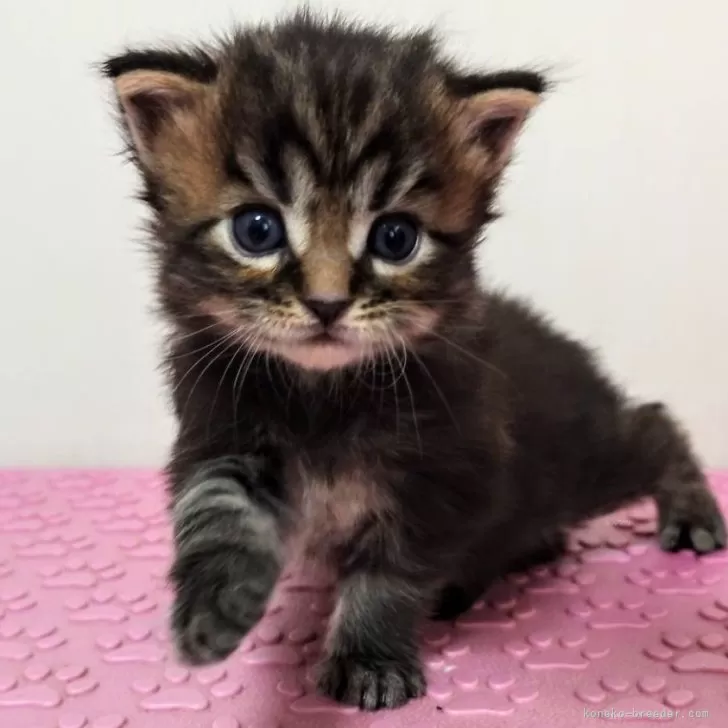 ID：2403-02617の子猫