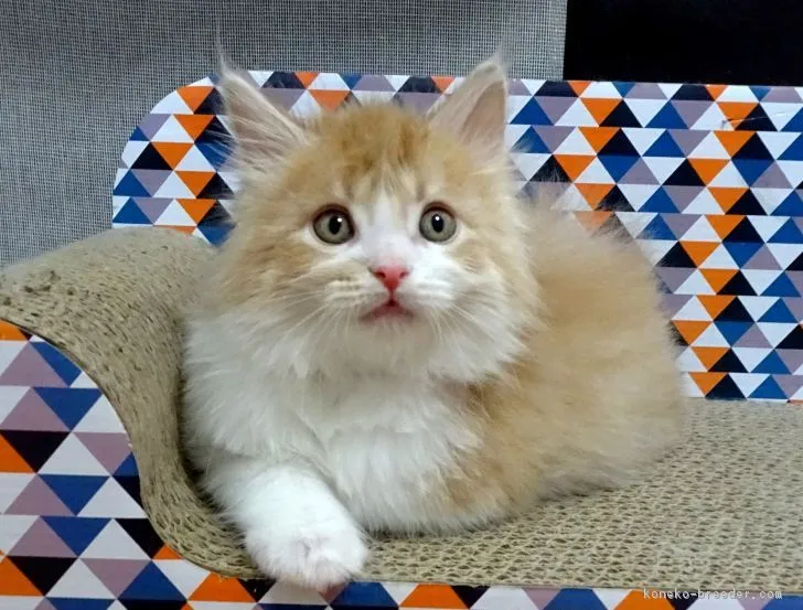 猫侍 様のお迎えした子猫