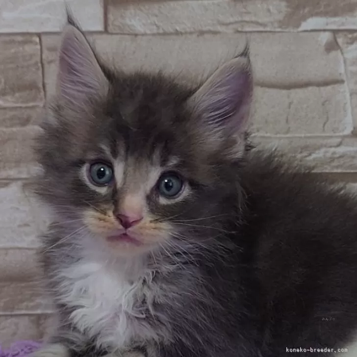 S.Y 様のお迎えした子猫