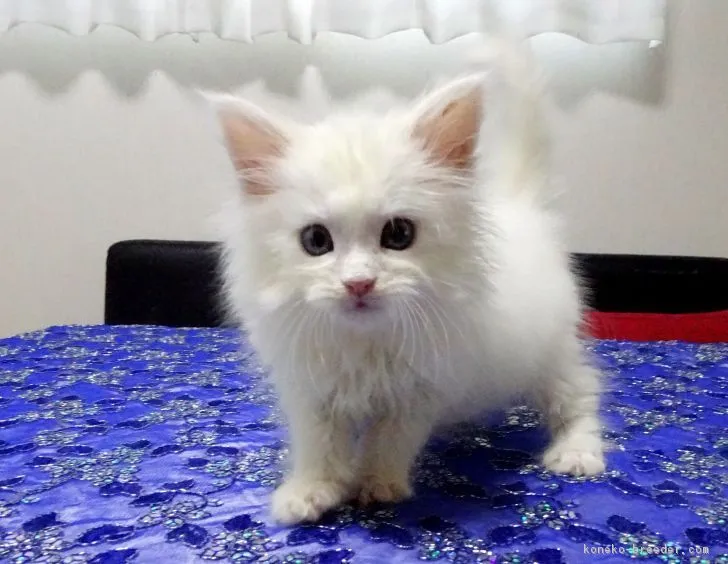 パールママ 様のお迎えした子猫