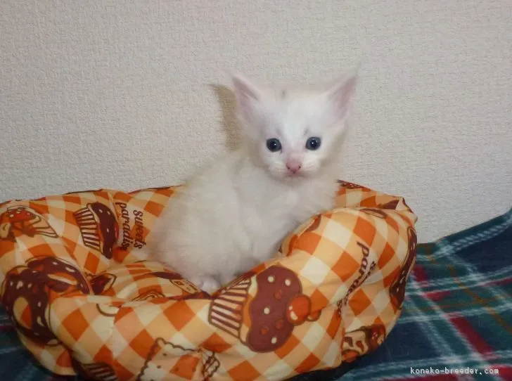 ID：1802-00221の子猫