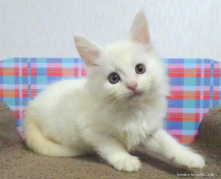 レオ 様のお迎えした子猫
