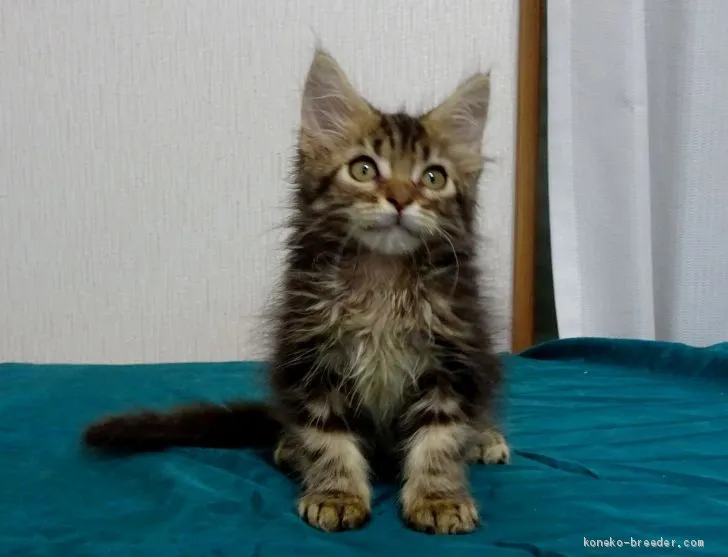 ID：1907-01439の子猫
