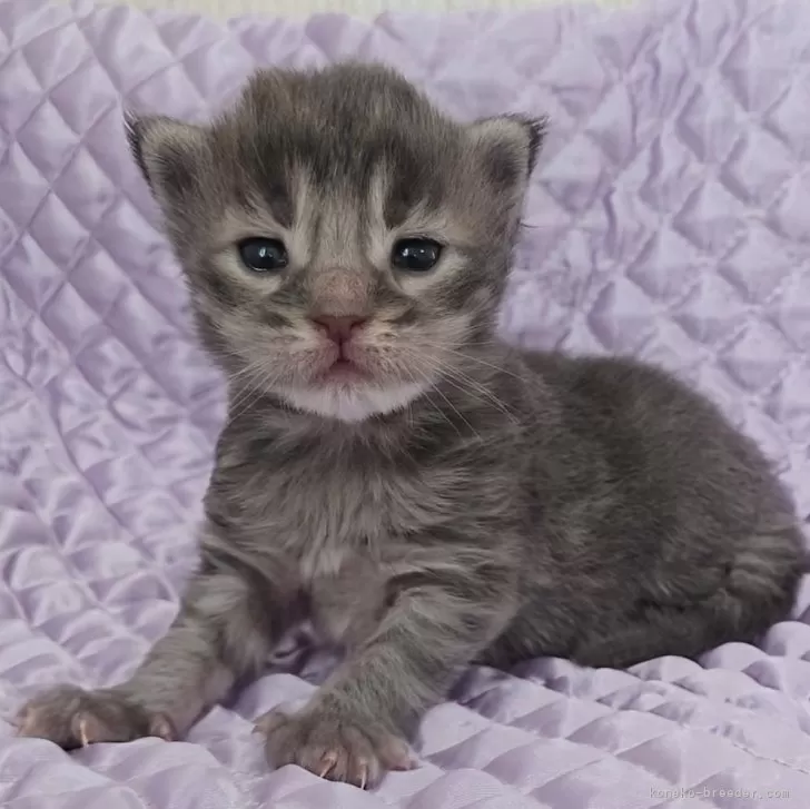 ID:2412-00852の子猫