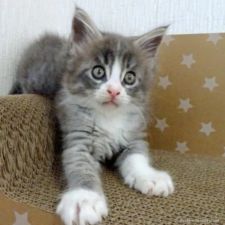 ID:2308-02380の子猫