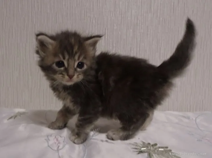 ID:1803-00867の子猫