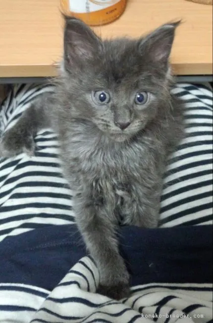 ID：1809-00065の子猫