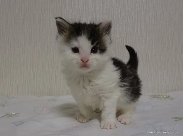 ID：1805-00558の子猫