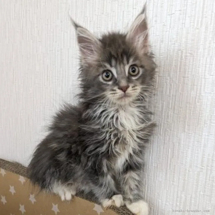 ひいらぎ 様のお迎えした子猫