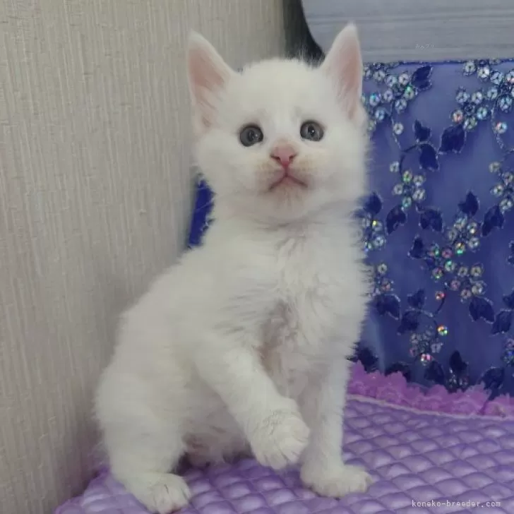 ID：2407-02955の子猫