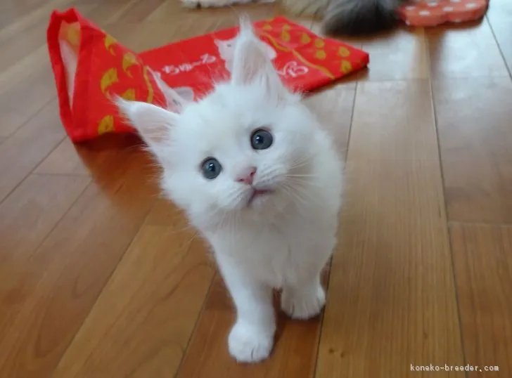 ID：1807-01218の子猫