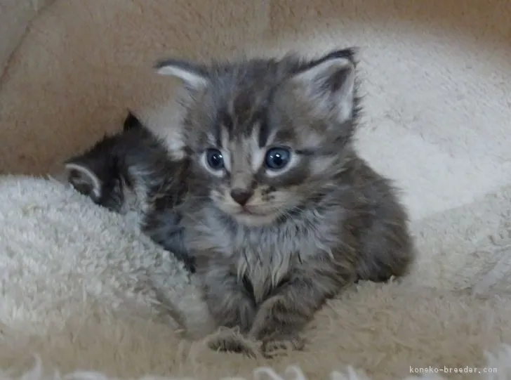 ID：1901-00391の子猫