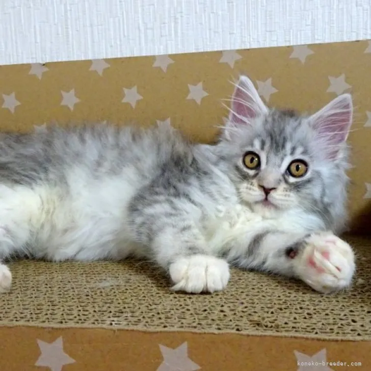 A.N 様のお迎えした子猫