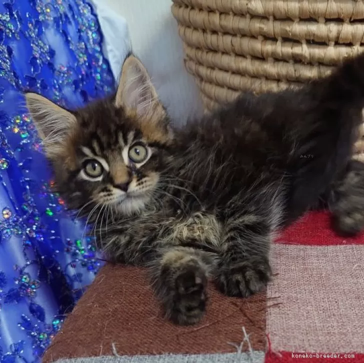 ID:2408-00900の子猫