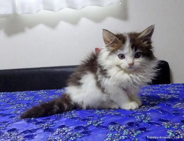 ID：1811-00545の子猫