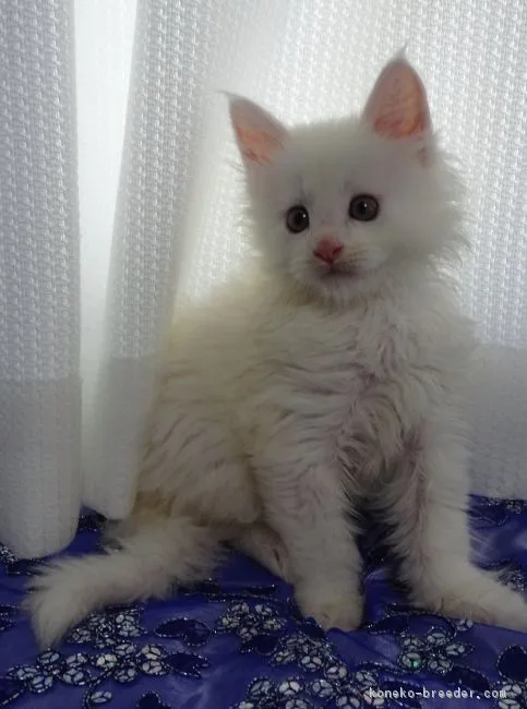 ID：1807-01308の子猫