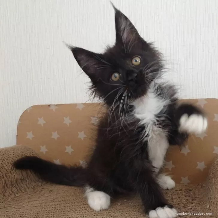 ID：2407-03110の子猫