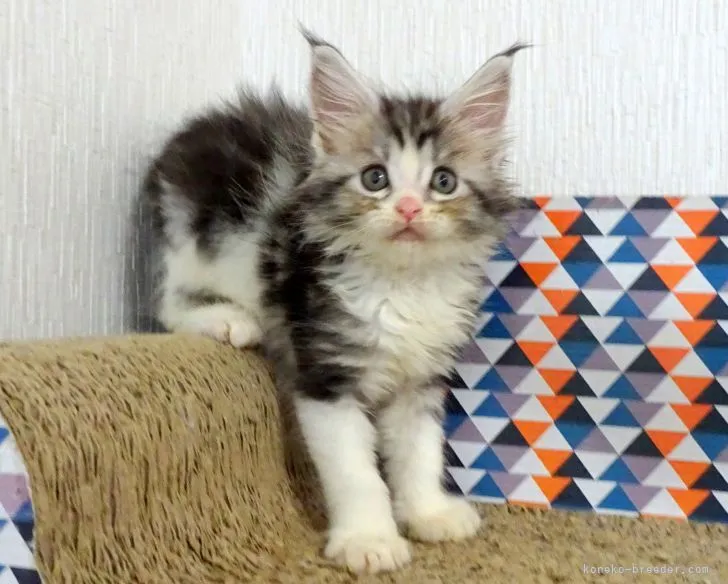 ID:2105-02697の子猫