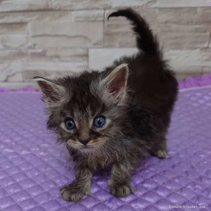 T.N 様のお迎えした子猫
