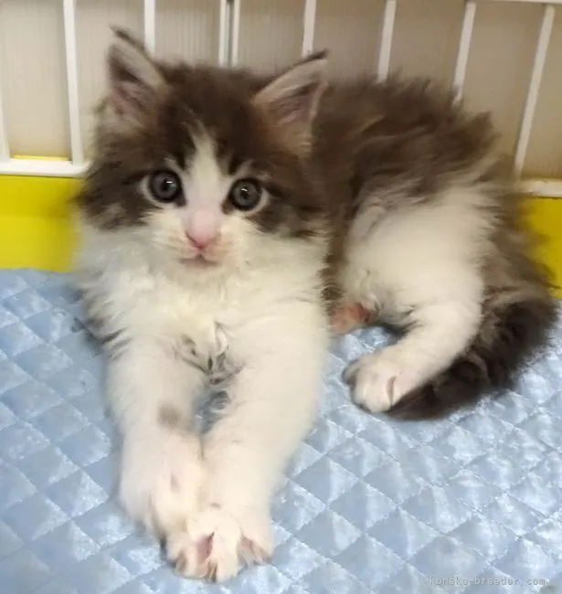 ID：2103-01336の子猫