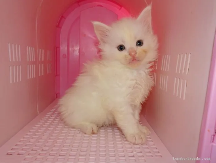 ID：1812-01222の子猫