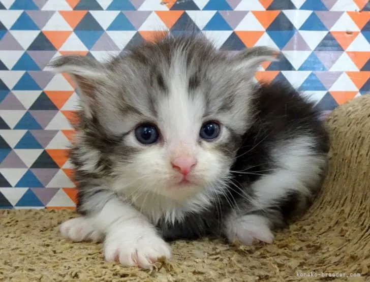 まま 様のお迎えした子猫