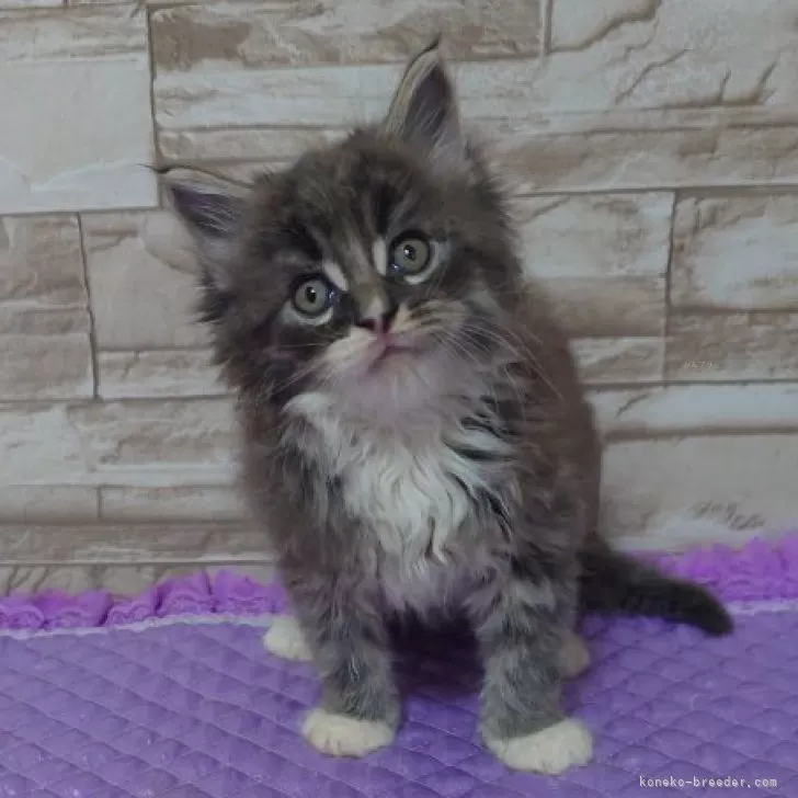 ゆちお 様のお迎えした子猫