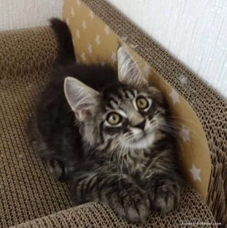 ID:2306-03721の子猫