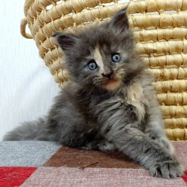 さくら 様のお迎えした子猫