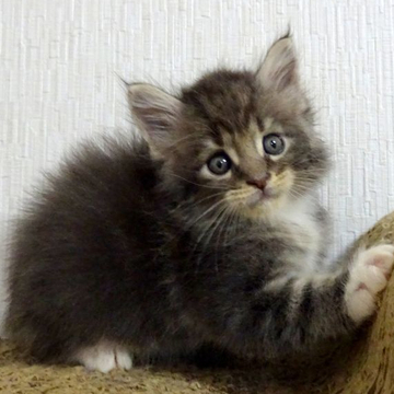 メインクーン【大阪府・男の子・2022年8月23日・ブルータビー&ホワイト（もふもふのロングヘアー）】の写真「超～イケメンです♡」