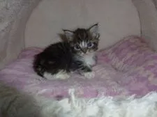 メインクーン【大阪府・男の子・2017年12月22日・ブラウンタビー&ホワイト】の写真1