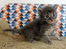 メインクーン【大阪府・男の子・2021年4月3日・ブルーマッカレルタビー】の写真2