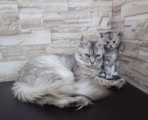 メインクーン【・女の子・2019年6月1日・シルバーマッカレルタビー】「2024年2月　オーロラ＆ロン」