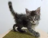 メインクーン【大阪府・女の子・2022年8月23日・ブルーマッカレルタビー】の写真2「ムチムチです♡」