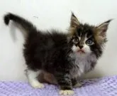 メインクーン【大阪府・男の子・2023年8月12日・ブラウンマッカレルタビー&ホワイト】の写真3