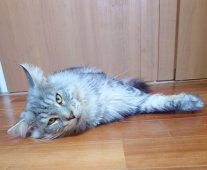 メインクーン【・男の子・2024年7月3日・シルバータビー】