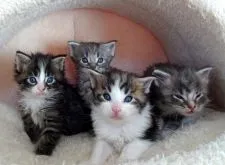 メインクーン【大阪府・男の子・2018年12月12日・ブラウンマッカレルタビー&ホワイト】の写真4