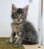 メインクーン【大阪府・女の子・2022年8月23日・ブルーマッカレルタビー】の写真4