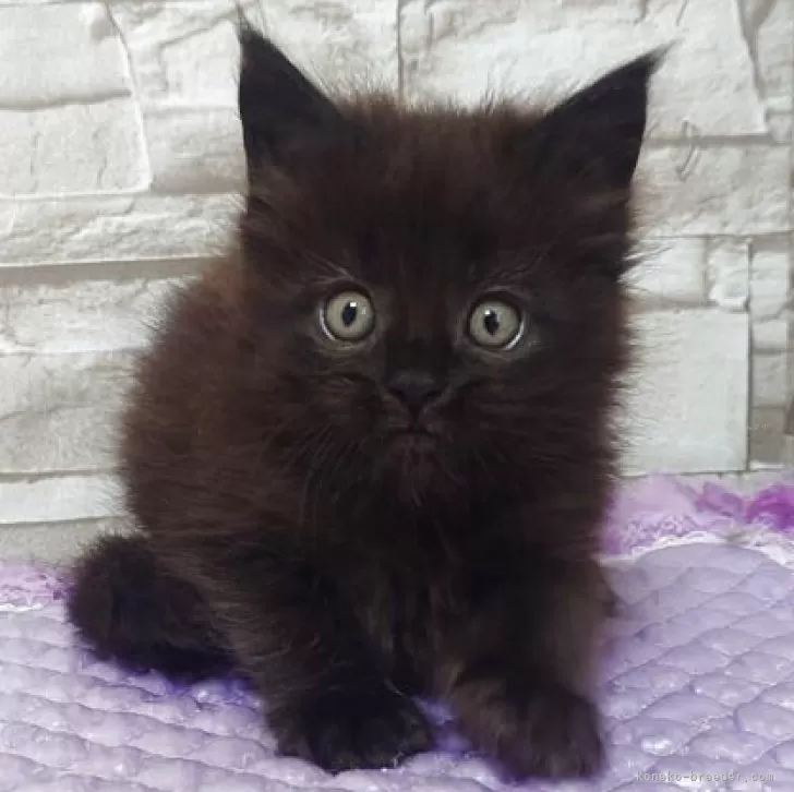 ID:2506-03243の子猫
