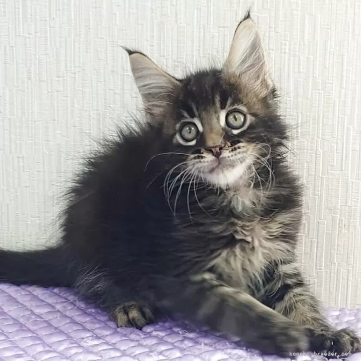 ID:2508-00313の子猫
