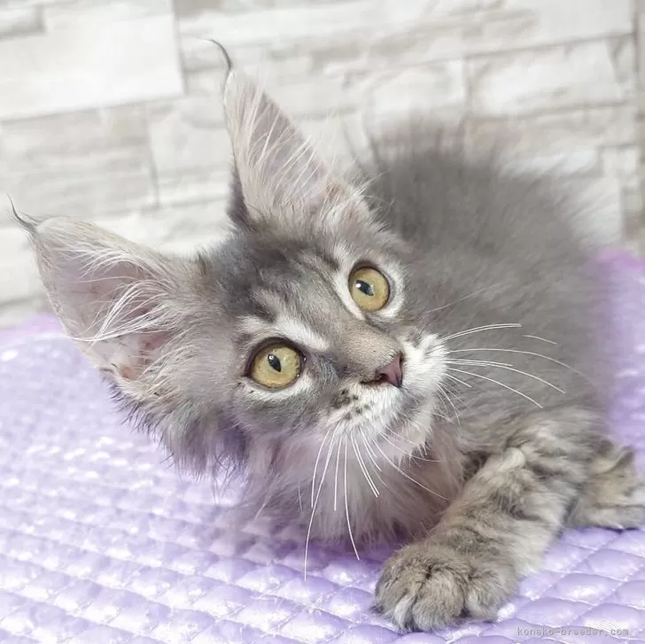 ID:2510-01371の子猫