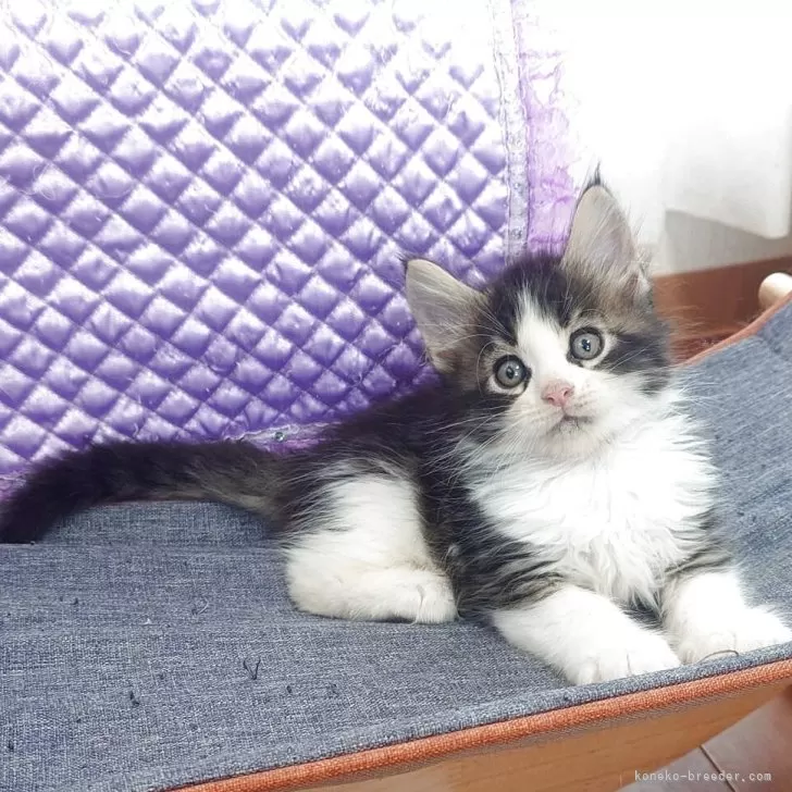 のんちゃん 様のお迎えした子猫