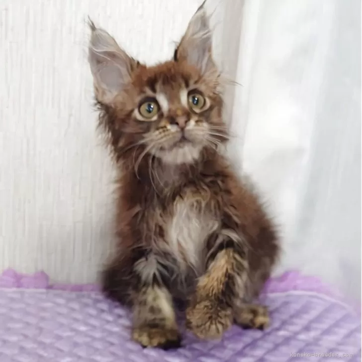 ID：2508-03179の子猫