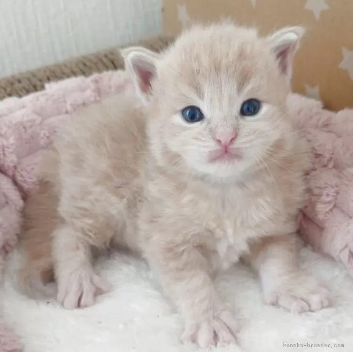 ID：2505-02632の子猫