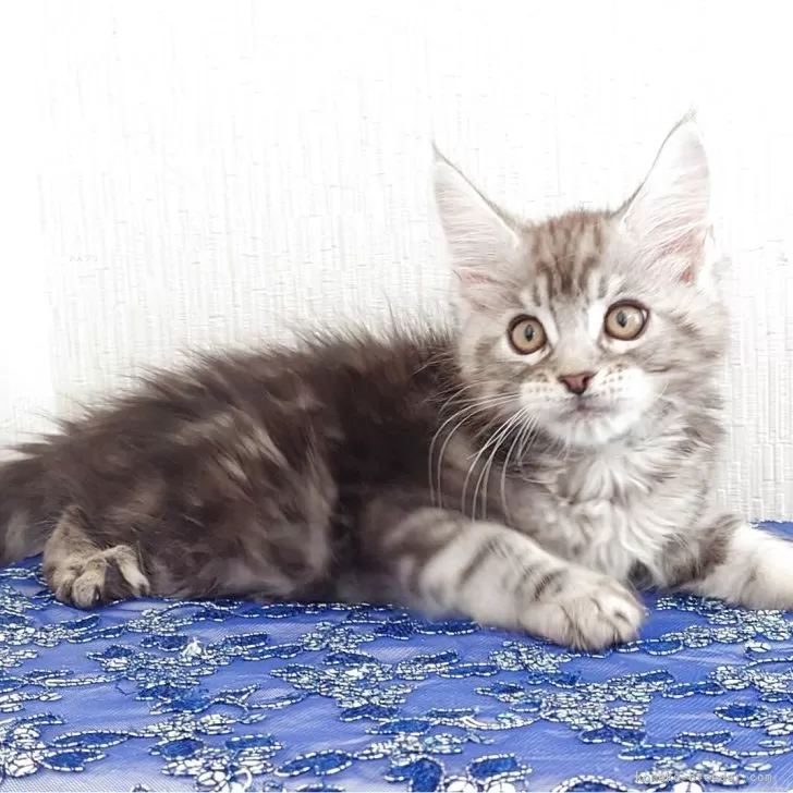 ID：2510-03013の子猫