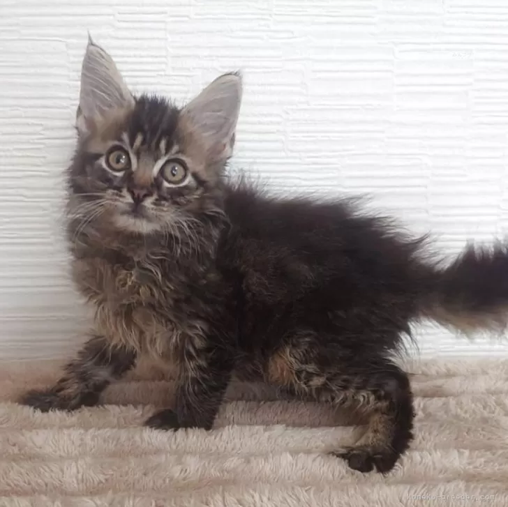 ID：2508-01913の子猫