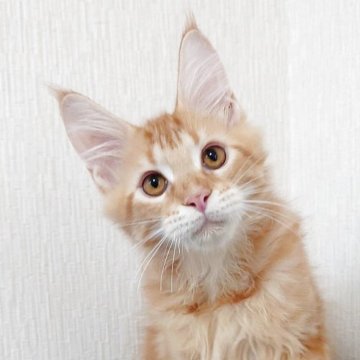 メインクーン【大阪府・男の子・2025年6月24日・レッドタビー（もふもふのロングヘア）】の写真「甘えん坊さん」