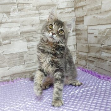 メインクーン【大阪府・男の子・2025年7月16日・ブルータビー（もふもふのロングヘア）】の写真「甘えん坊さん」