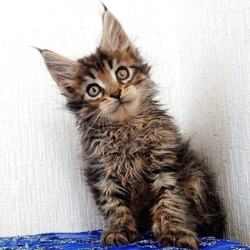 メインクーン【大阪府・男の子・2025年9月11日・ブラウンマッカレルタビー（もふもふのロングヘア）】の写真「超〜イケメンです」