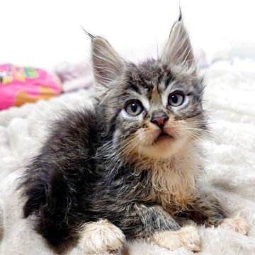 メインクーン【大阪府・男の子・2025年9月11日・ブラウンマッカレルタビー&ホワイト（もふもふのロングヘア）】の写真「可愛らしい男の子」